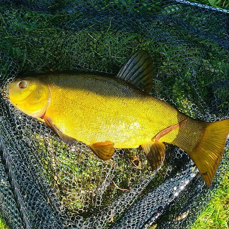 Alpstuga 'little Grebe' - Secluded Rustic - Fishermans Delight. *
